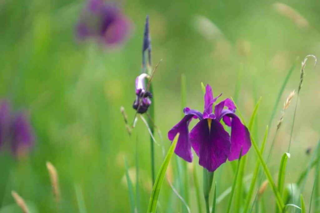 Shobu Iris flower