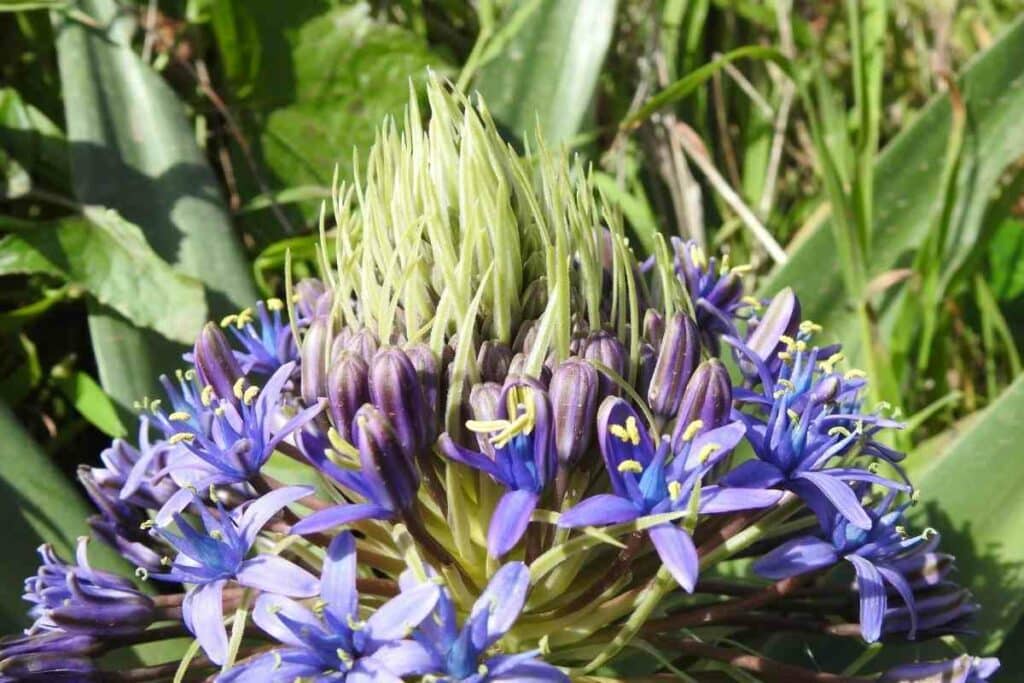 Silver Squill flower