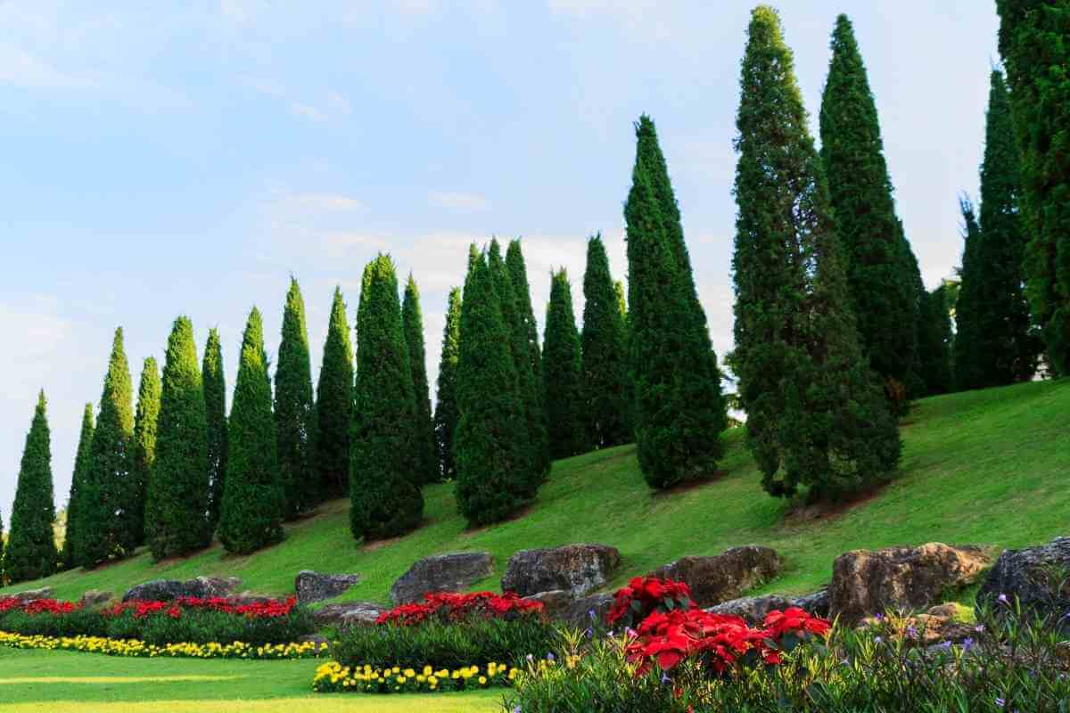 7 Fast Growing Sound Barrier Trees (Noise Reducing Trees) Gardenia