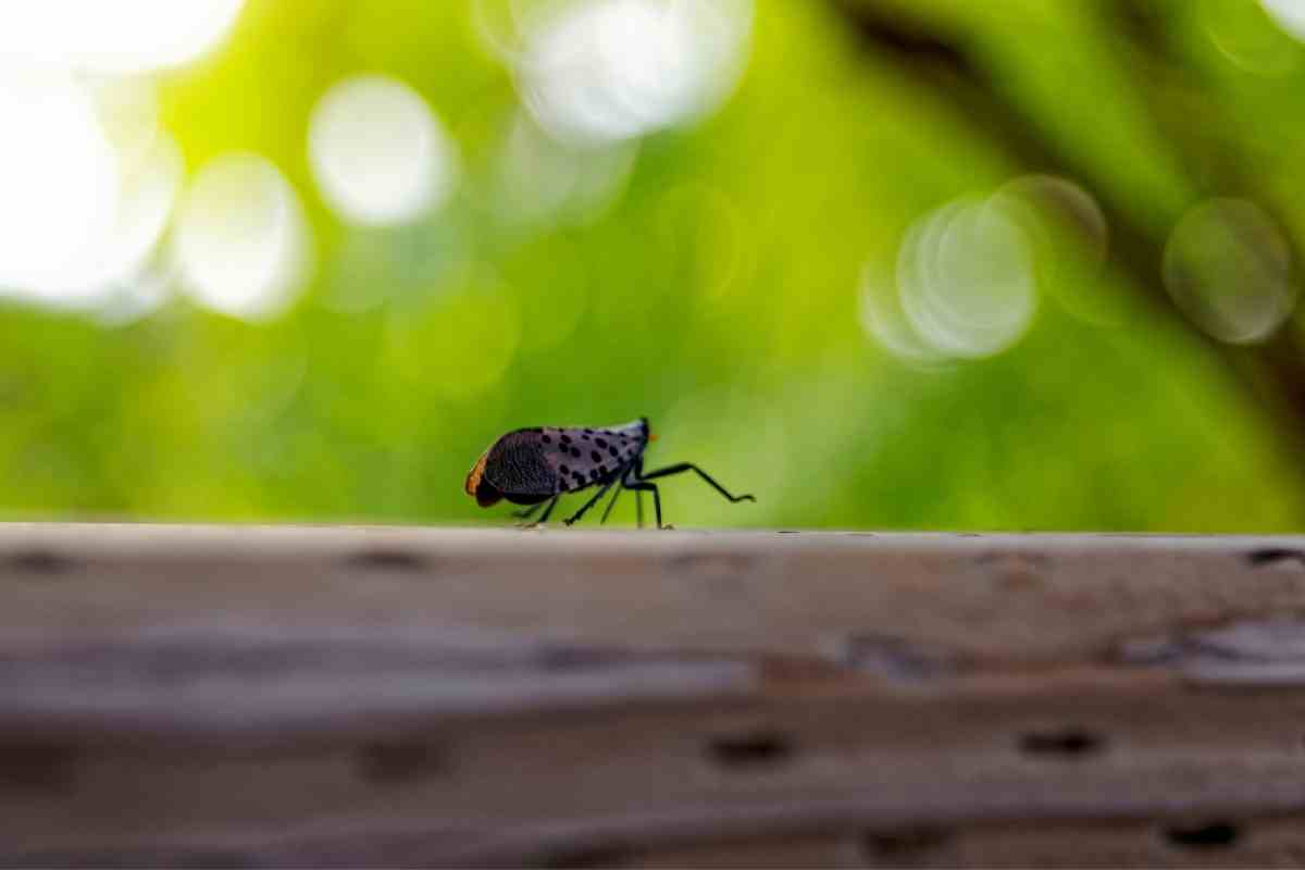 why-are-spotted-lanternfly-bad-gardenia-organic