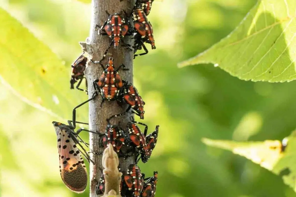 What are the Harmful Effects of Spotted Lanternflies?