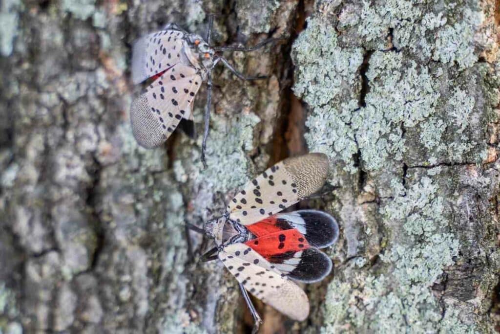 Spotted lanternfly predators