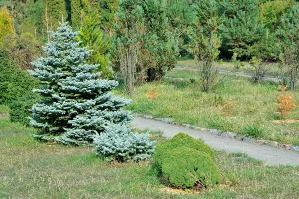 Green and blue Spruce