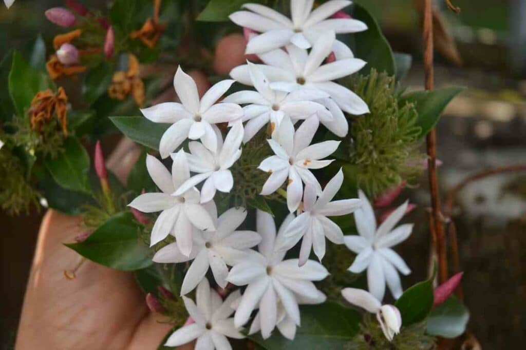 Star Jasmine wooden fence