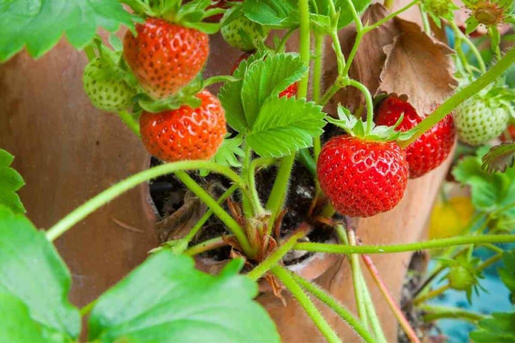 Strawberry pot