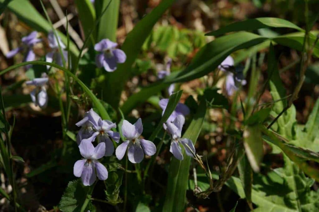 Sumire violet light blue