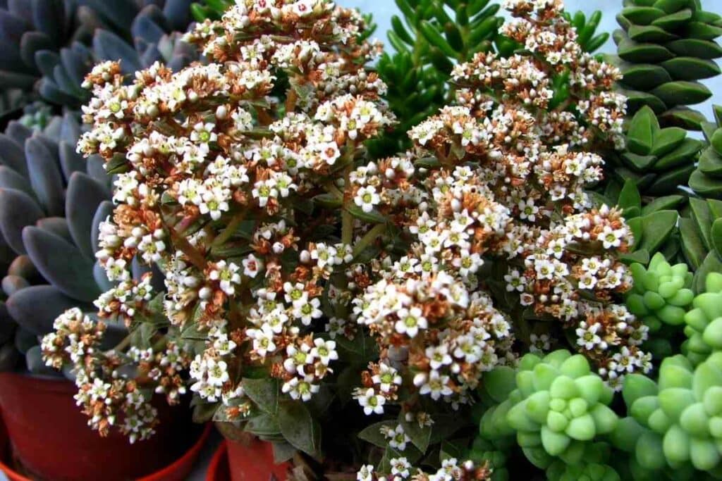 Flowering Tiger Jade plant