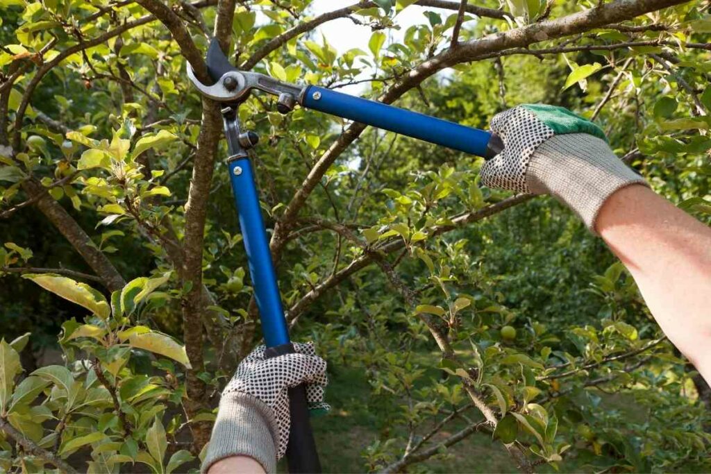 Tree pruning best practices