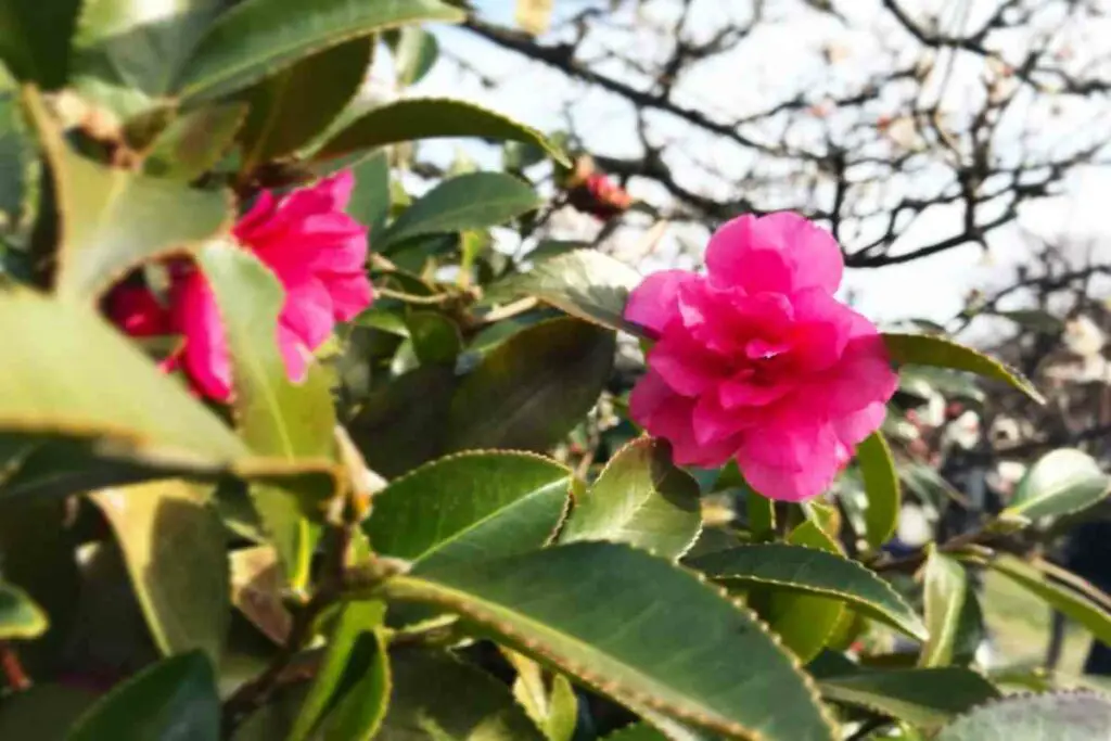 Tsubaki Camellia flowering