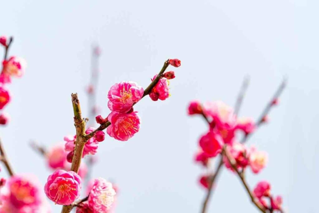 Ume Japanese apricot flower