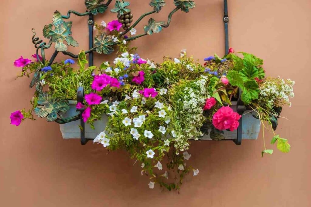 Flowers on the outdoor wall