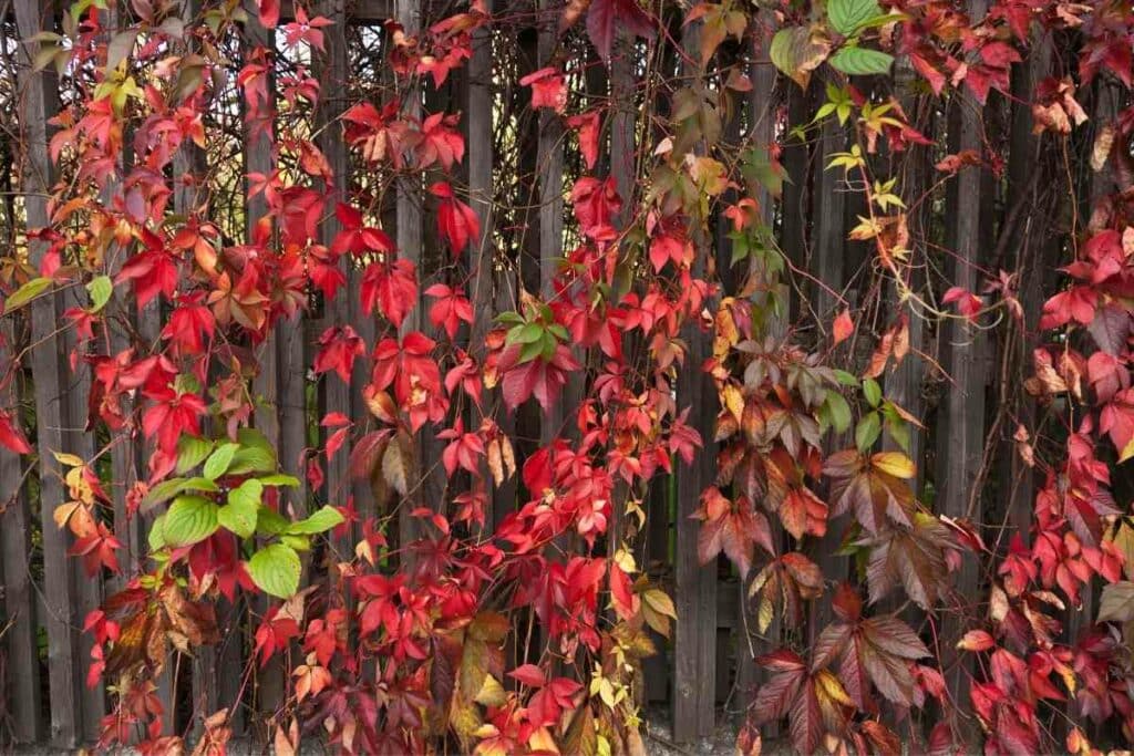 Virginia Creeper wooden fence