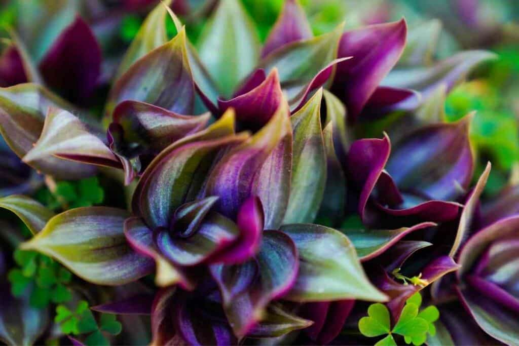 Wandering Jew purple indoor plant