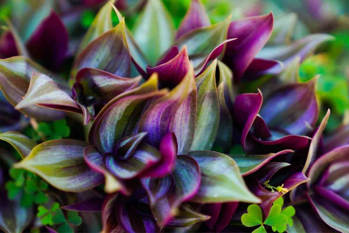 21 Purple House Plants (Indoor varieties with images) Gardenia Organic