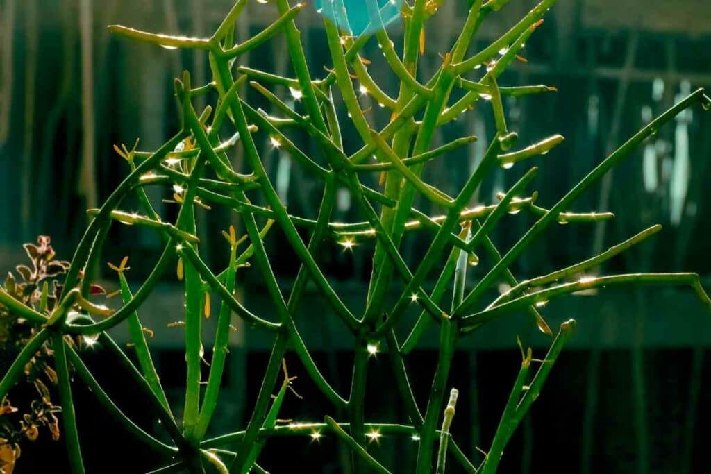 Watering Pencil cactus