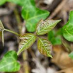 Weeds In New England: 7 Most Common Weeds
