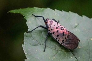 What Eats Spotted Lanternfly