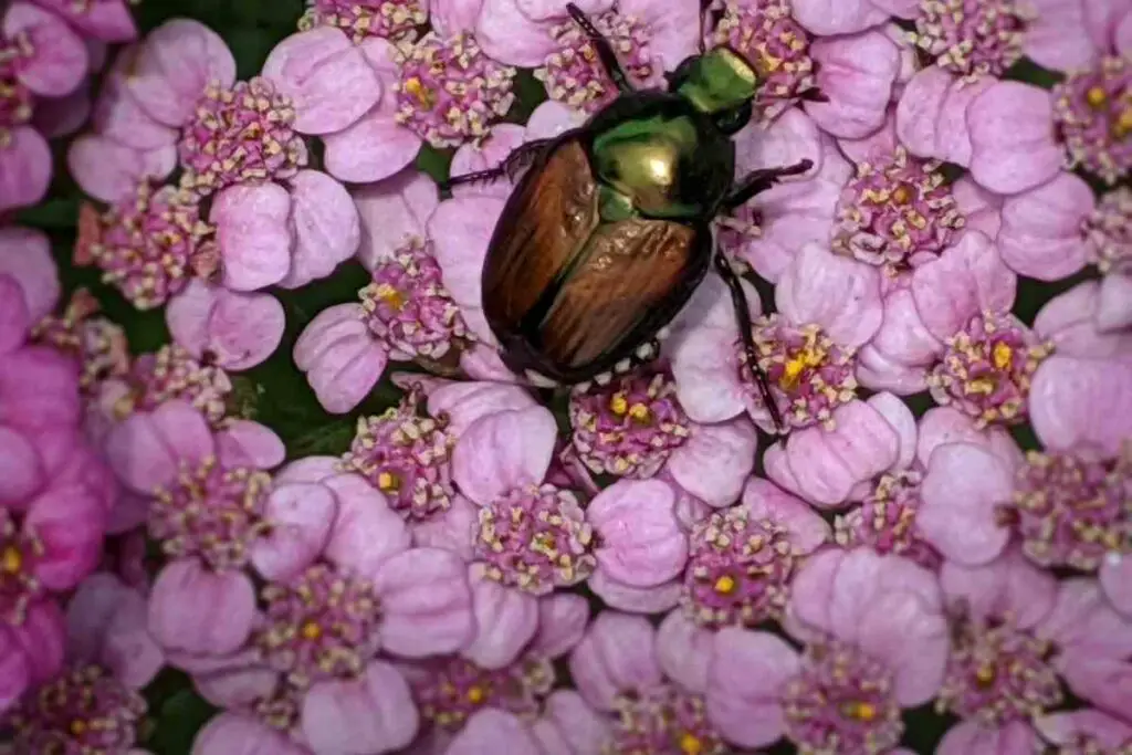 What Japanese beetles looks like?