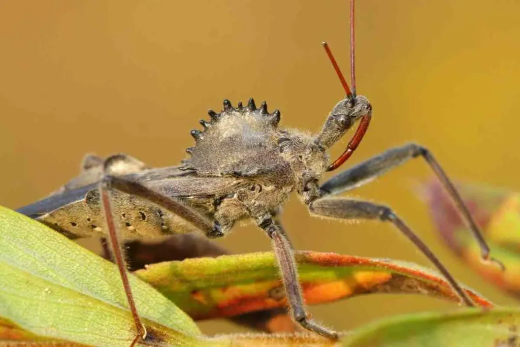 Wheel bugs Eats Spotted Lanternfly