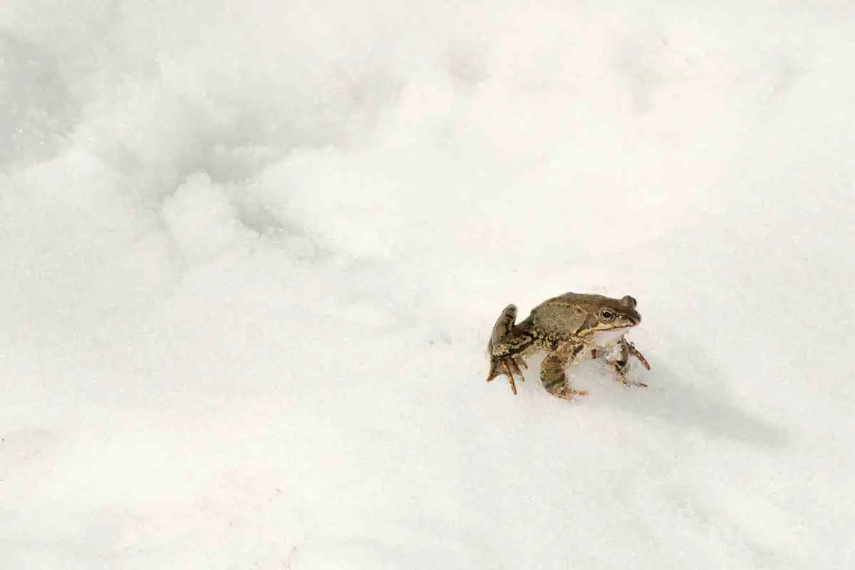 Where Do Frogs Go In the Winter?