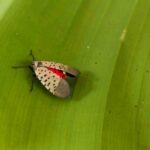 Why Are Spotted Lanternfly Bad?