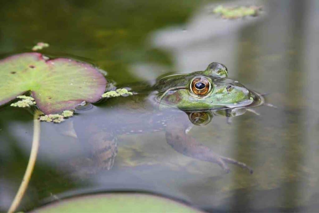 How to Help Your Pond Frogs Survive the Winter