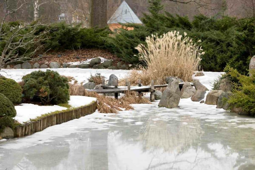 Frogs can survive winter in garden pond