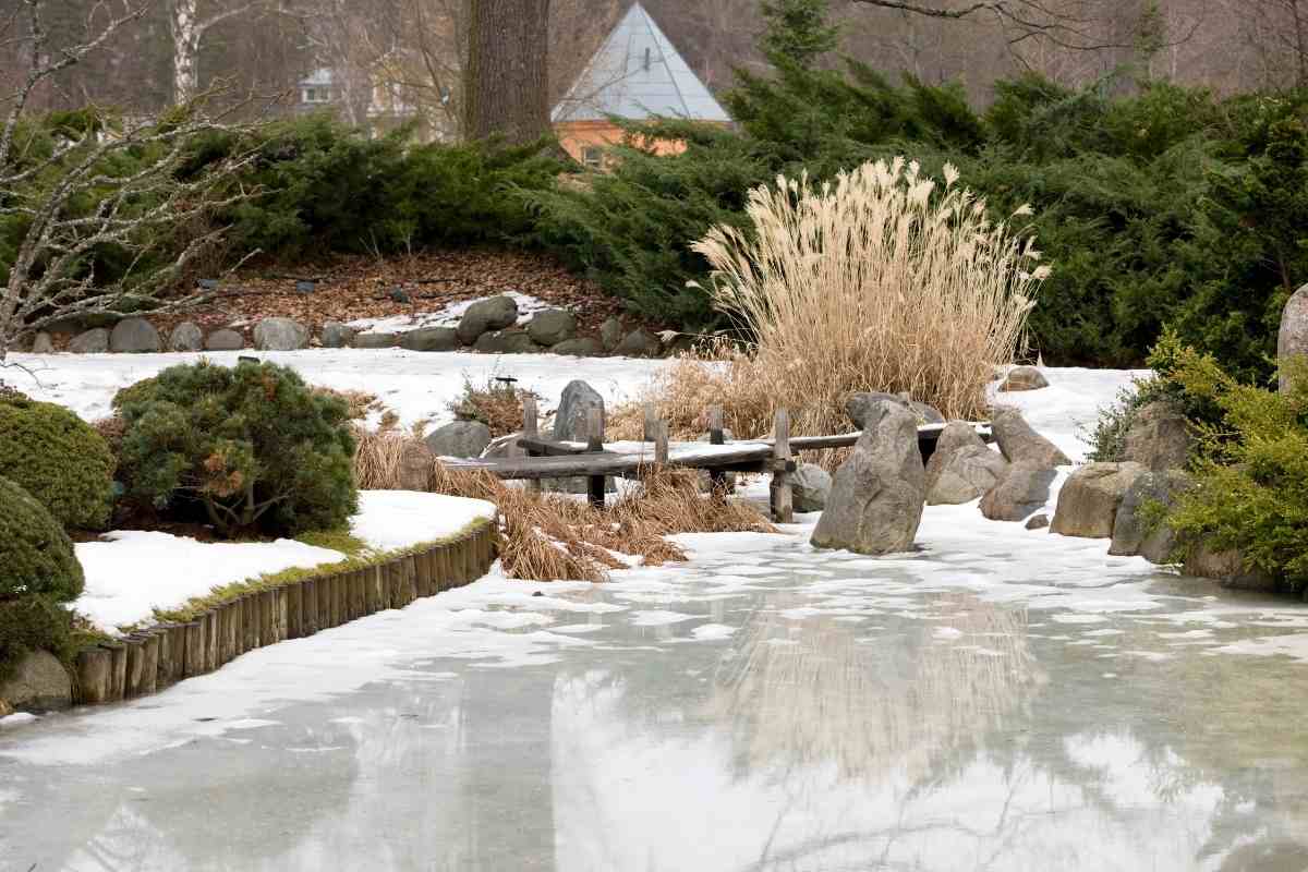Where Do Frogs Go In Winter? Frog Hibernation Gardenia Organic
