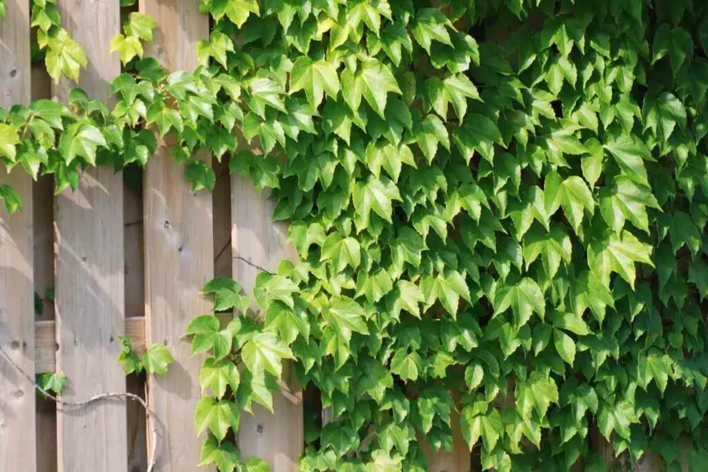 Wooden fence climbing plants in garden