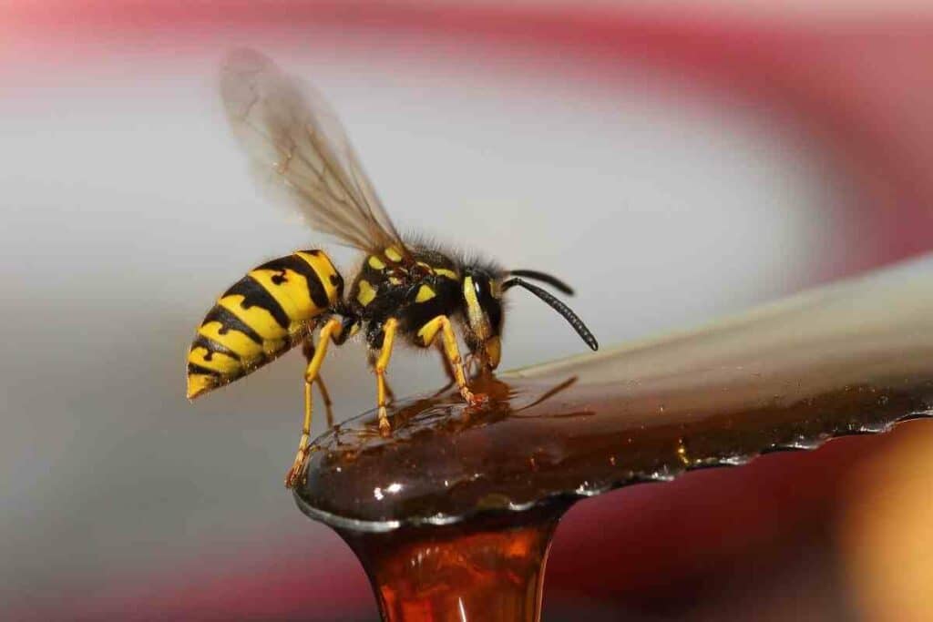 Yellow jackets Eats Spotted Lanternfly