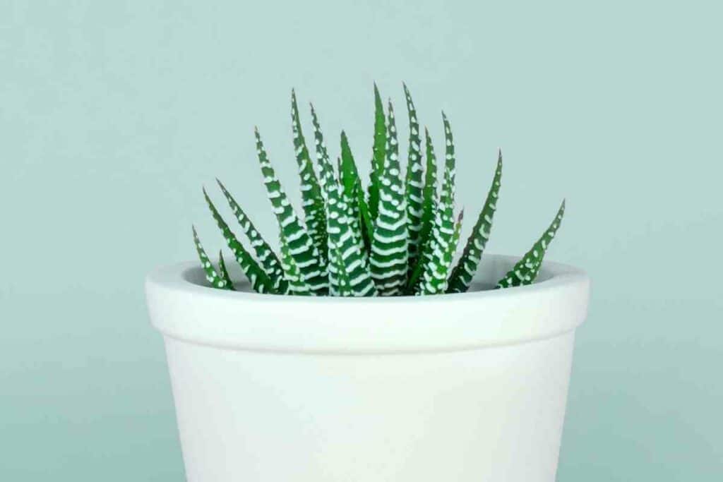 Zebra Haworthia small succulent in a pot