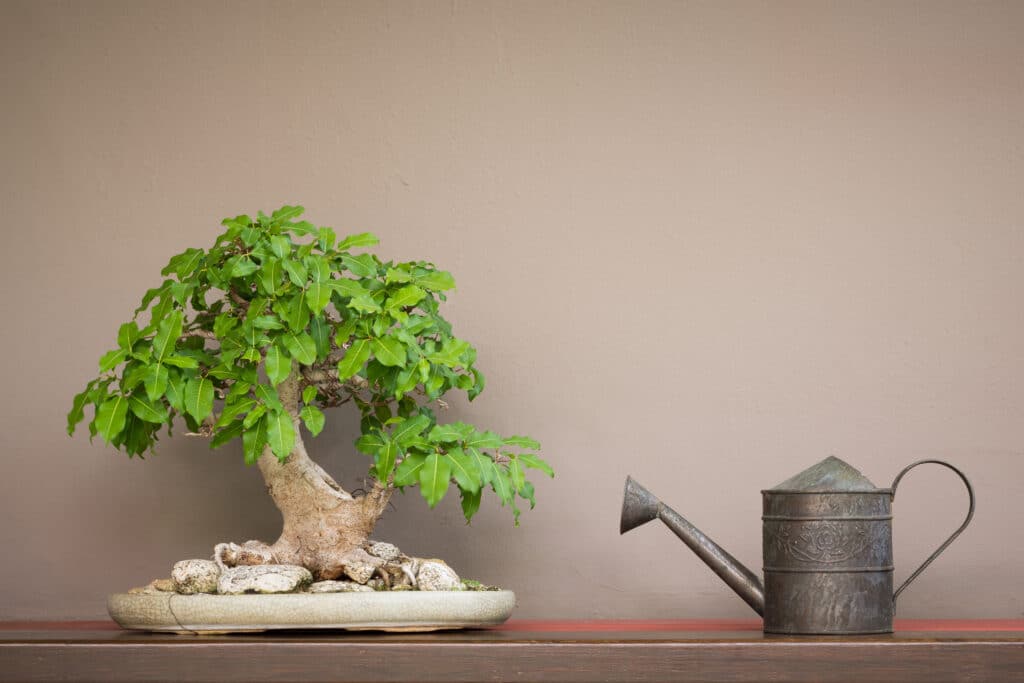 watering bonsai trees