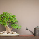 watering bonsai trees