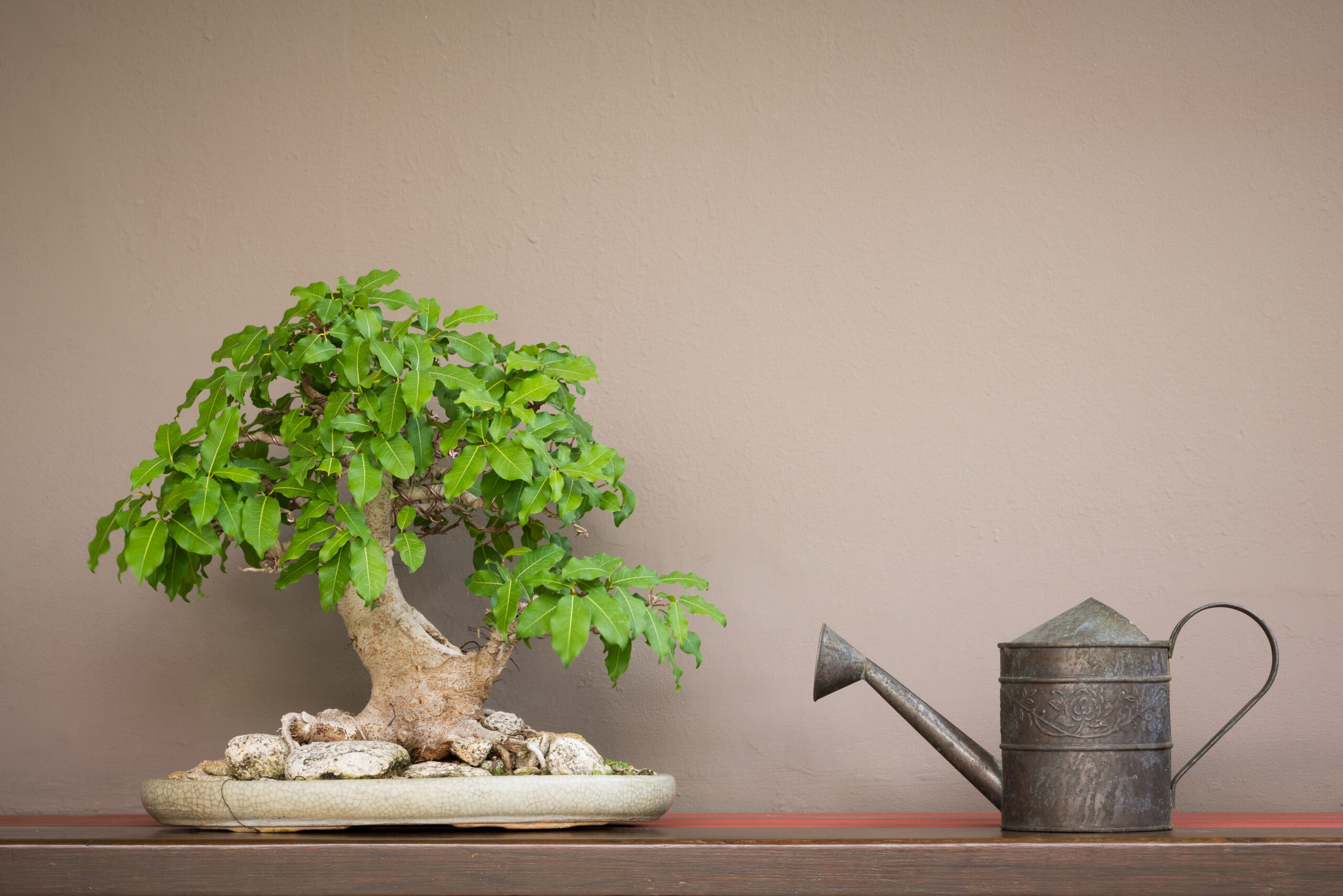 How Long Can A Bonsai Go Without Water?