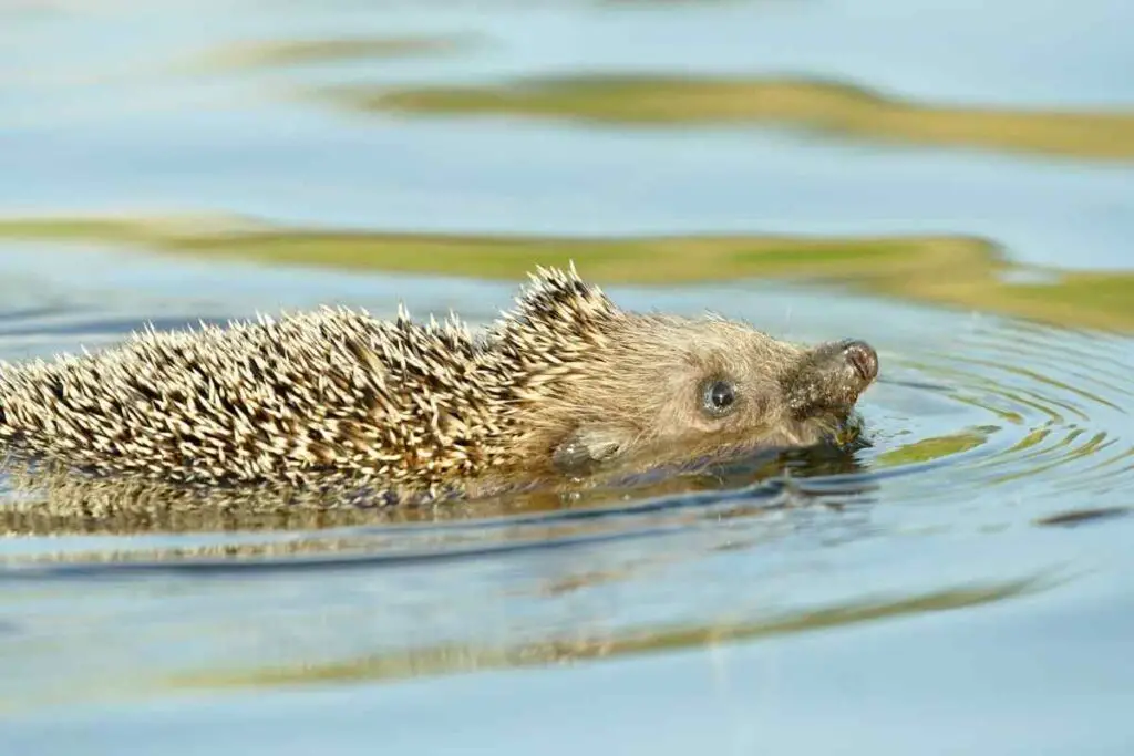 can hedgehogs swim
