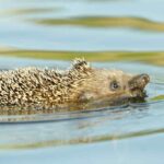 can hedgehogs swim