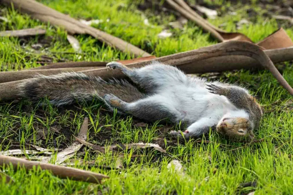 dead squirrel in backyard