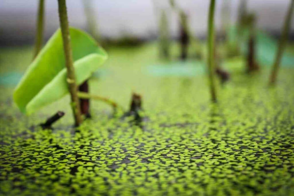 duckweed