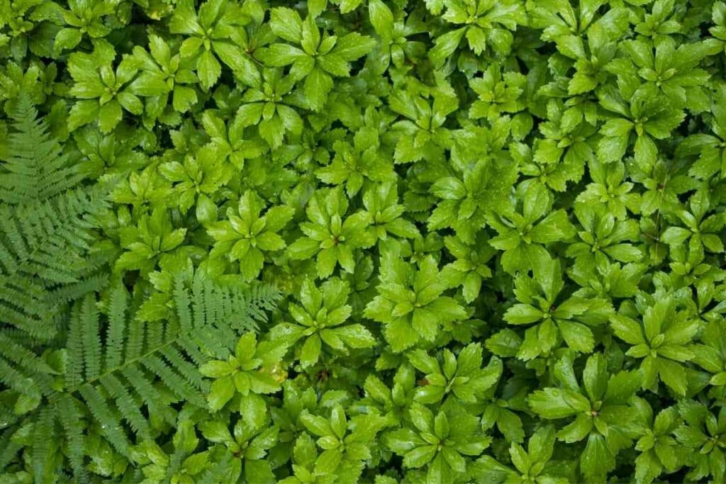 Pachysandra