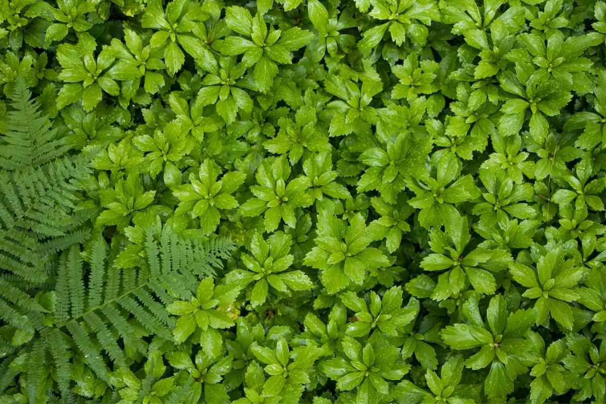 How Much Pachysandra Do You Need?