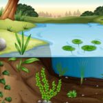 aquatic soil