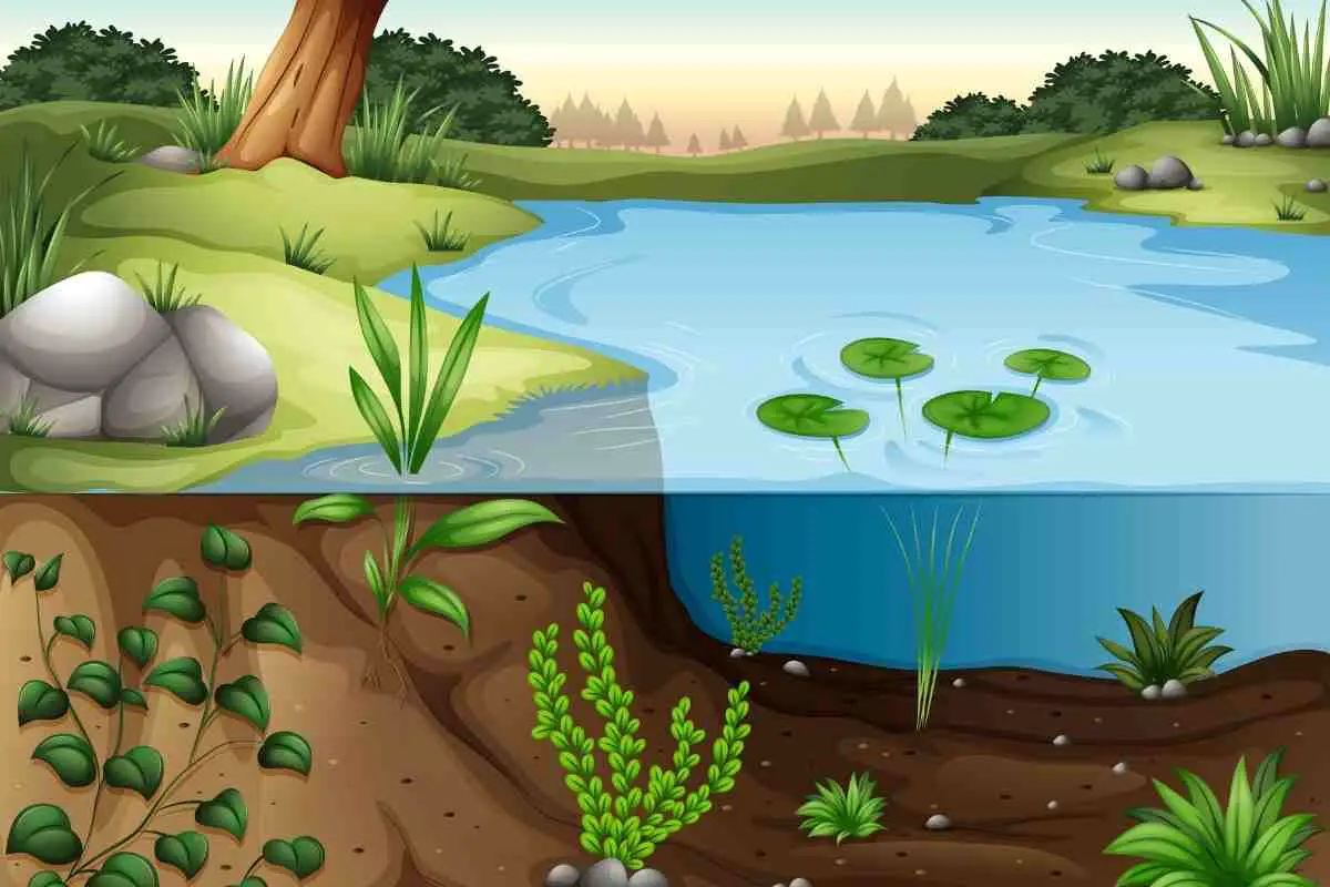 Your Complete Guide to Aquatic Compost