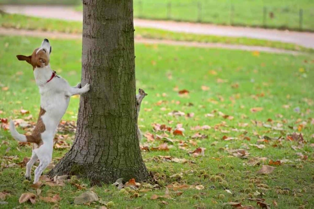 squirrelsand dog