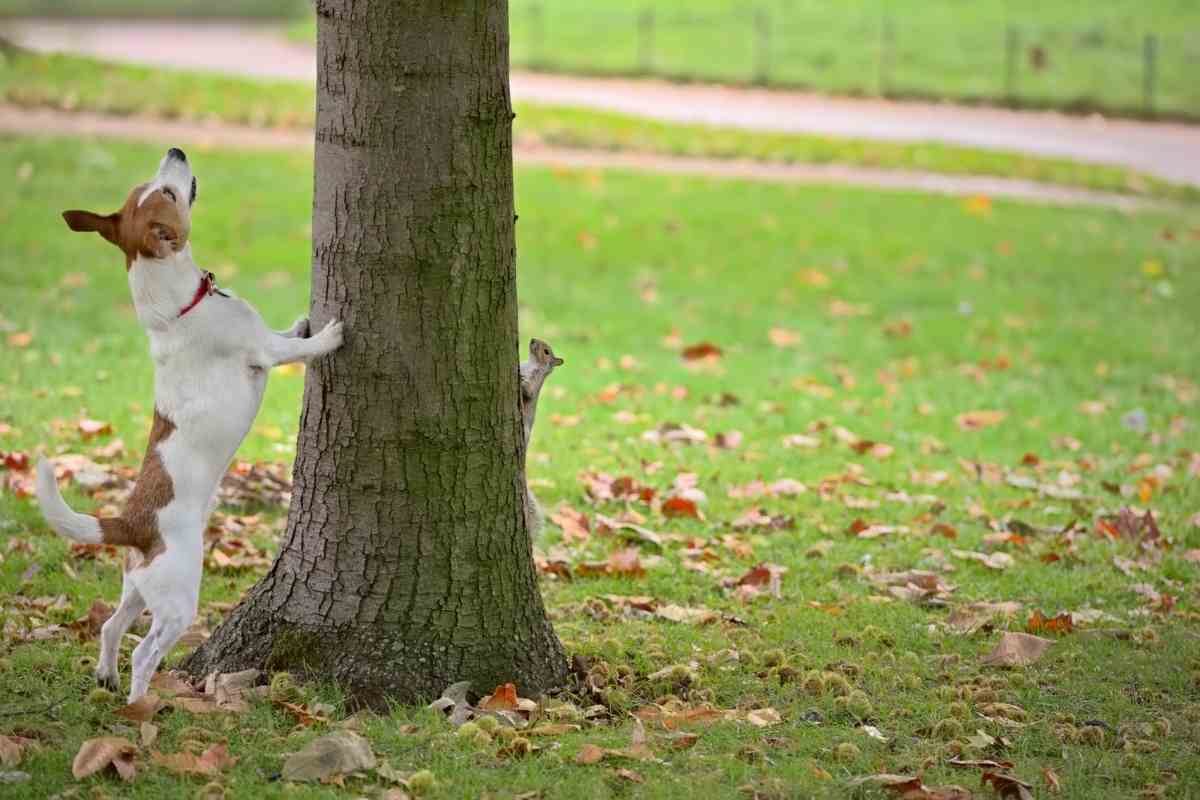 Do Squirrels Tease Dogs? (Why Would They Do That)