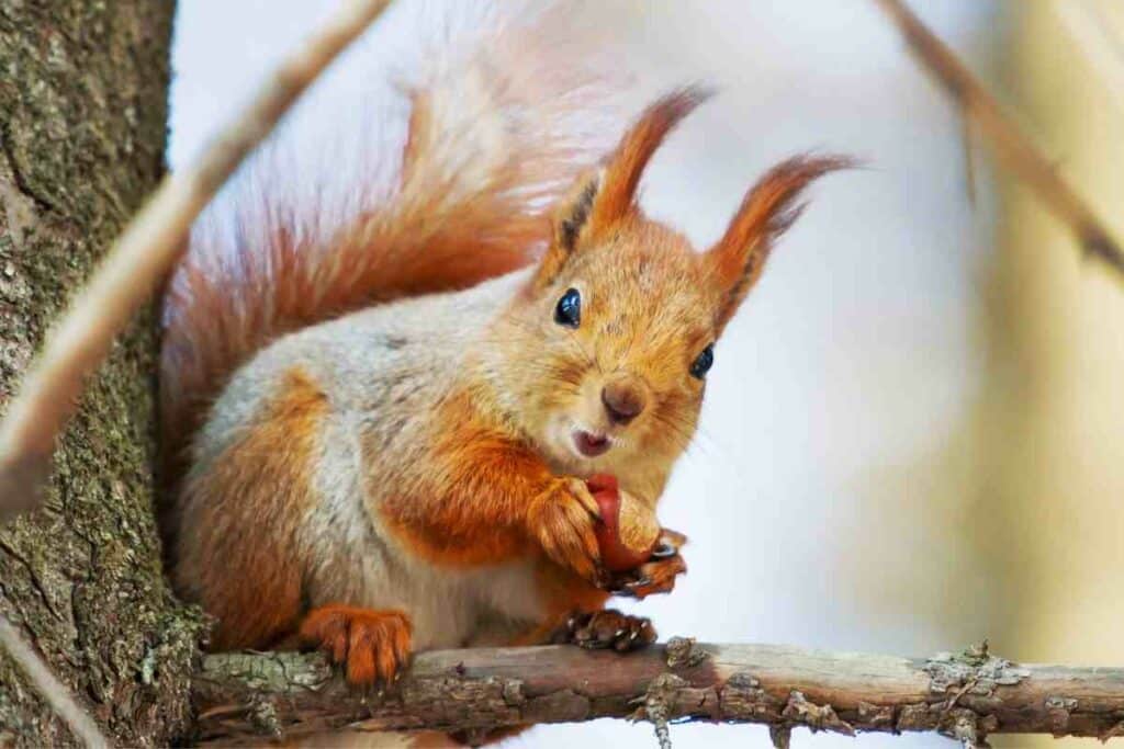 squirrels protecting its home