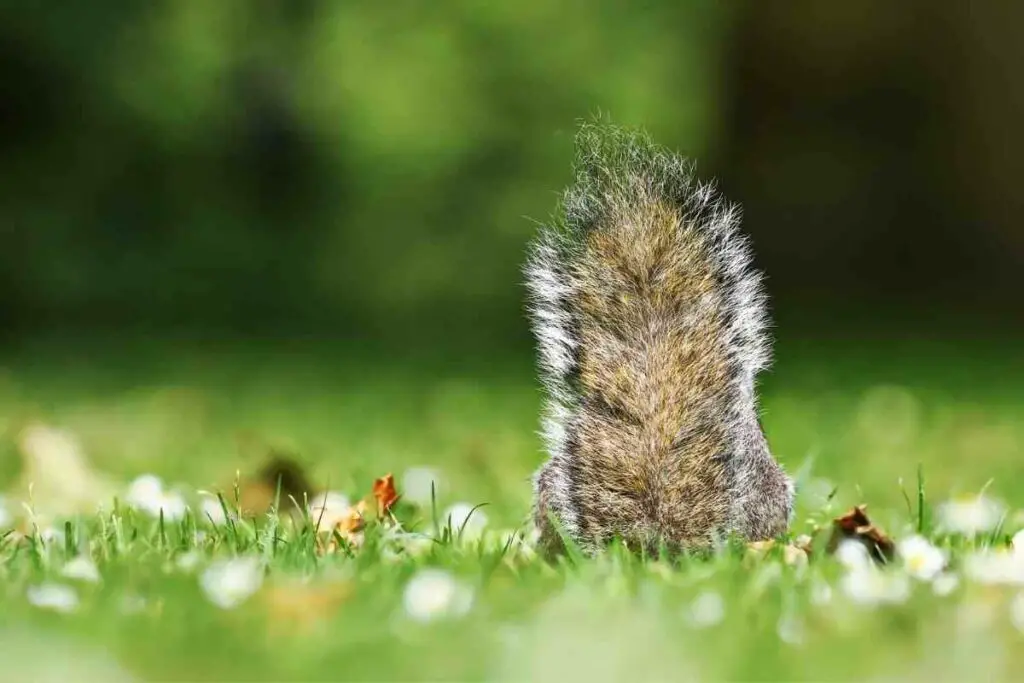 squirrels tail