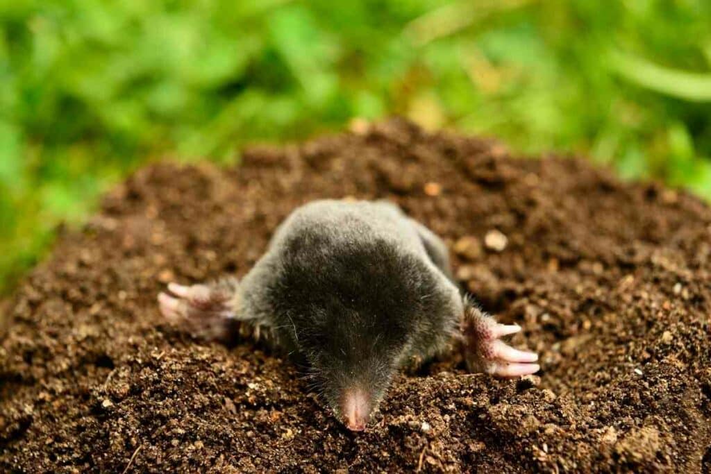 garden moles