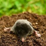 garden moles