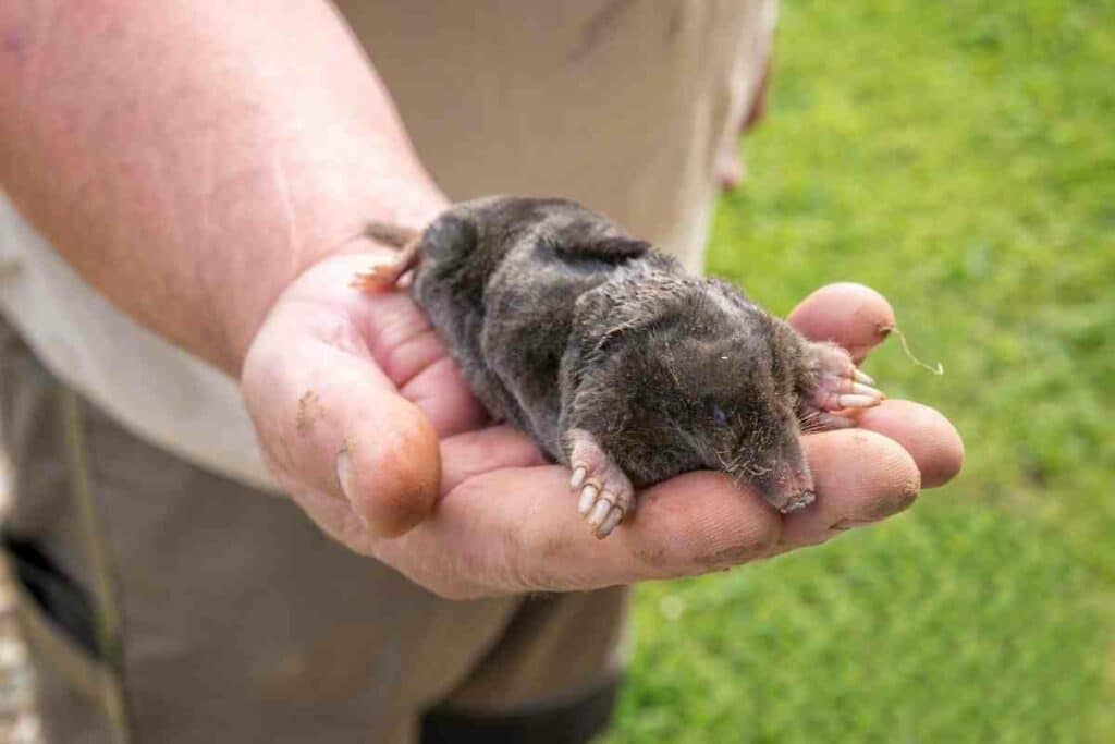 garden mole