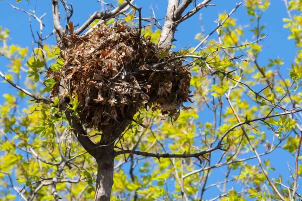 squirrel nest